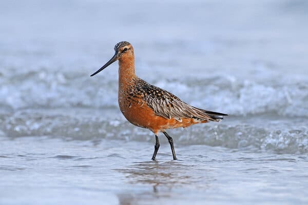 Looking for an endless summer, the bar-tailed godwit flies 7,000 miles each year, from Alaska to New Zealand, to breed and raise its young. 
