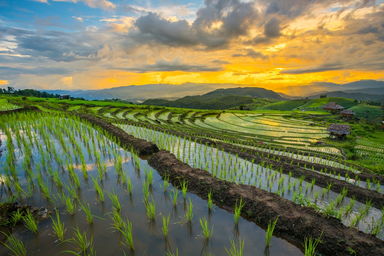 Terraces of rice paddies. Rice plants are submerged in water when planted.