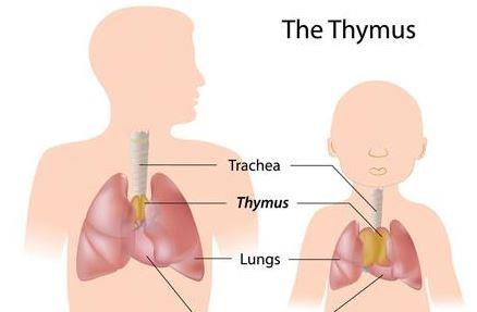 thymus - Au point d&#39;équilibre