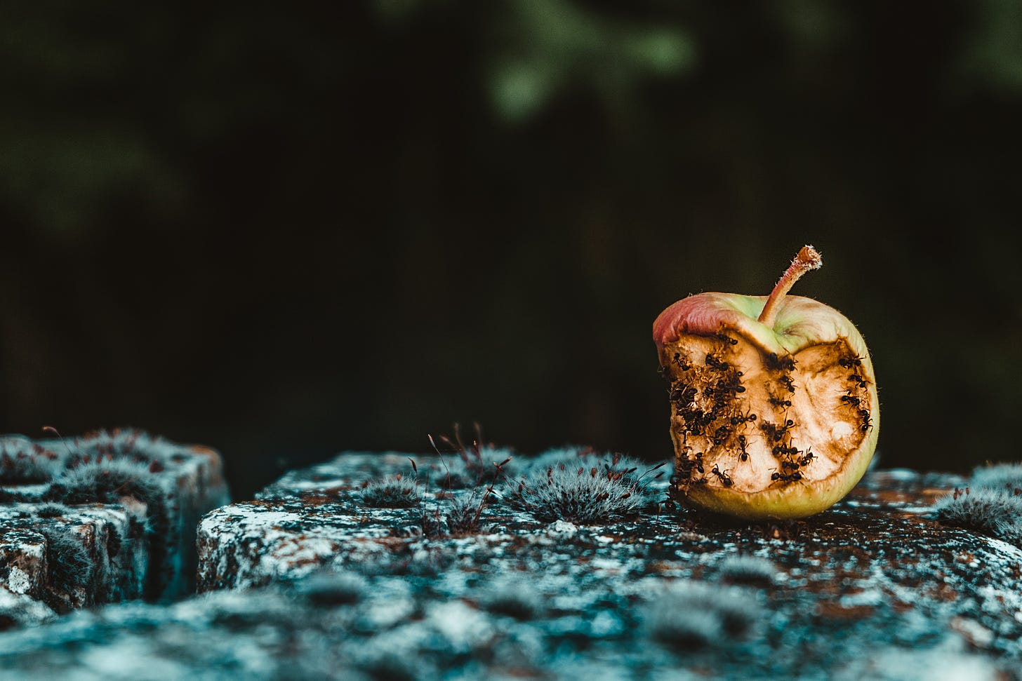 a rotten apple is devoured by crawling ants