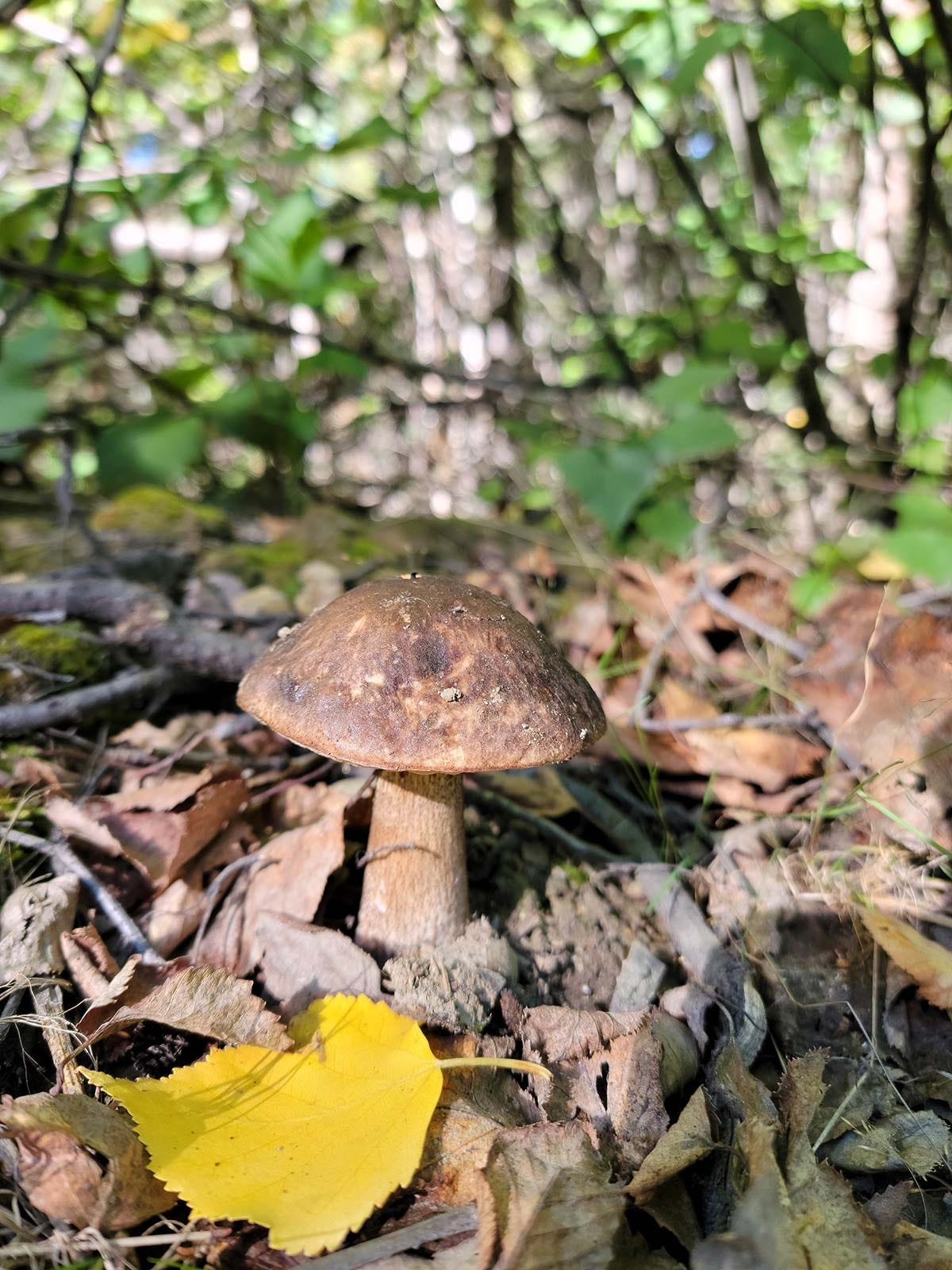 A birch bolete growing in the forest. 