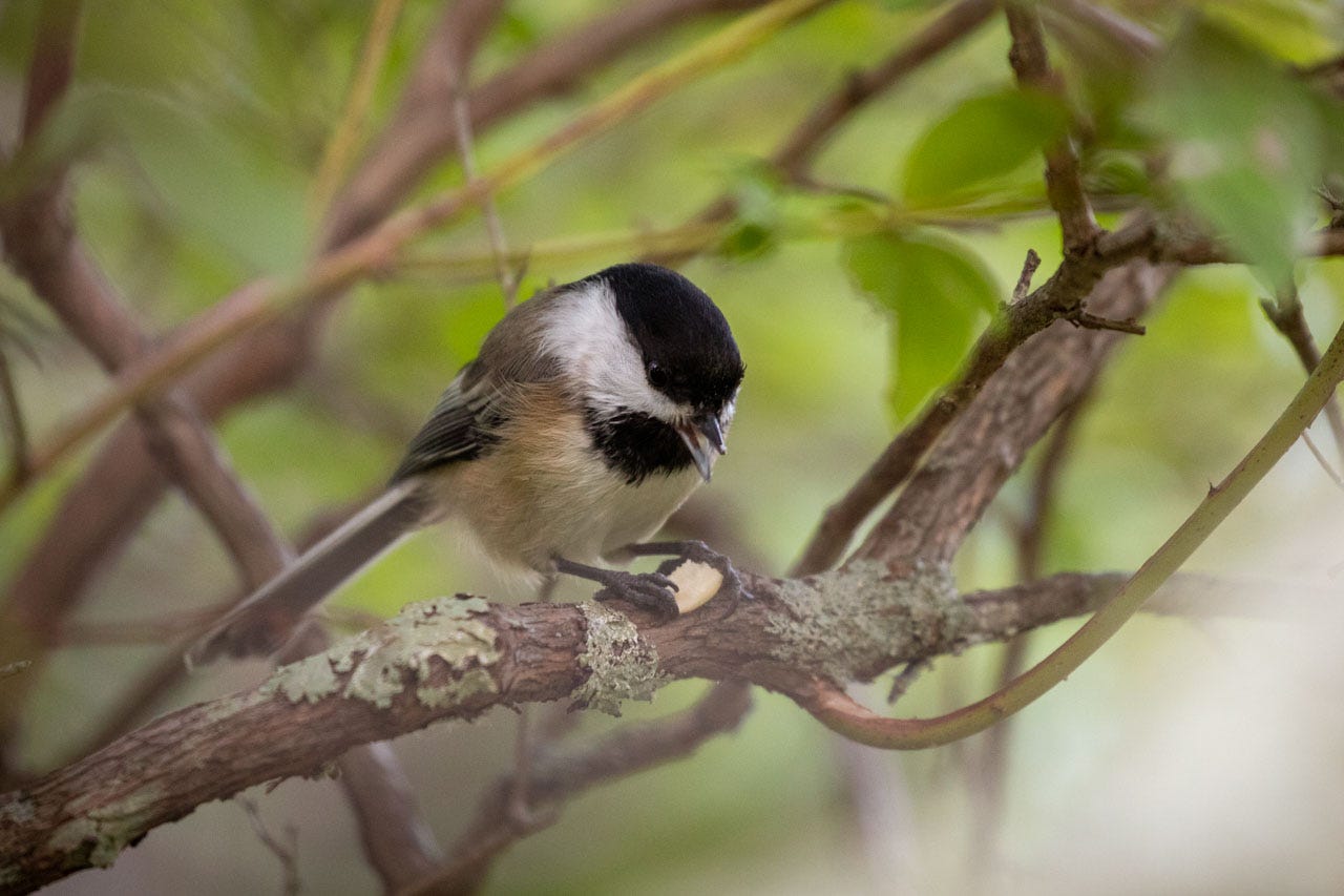 Close-up of a Black-Capped Chickadee. They're sitting on a thin branch covered in lichen, the background filled with blurred yellow-green leaves. The Chickadee is holding half a peanut between their feet, their beak open to chirp at another Chickadee who is out of frame.