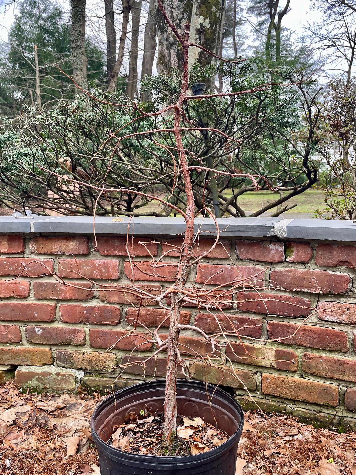 ID: Head on photo of the dawn redwood tree with bare gnarled branches.