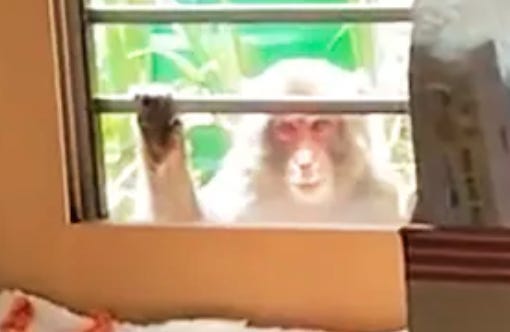 A monkey looks through the window in Japan