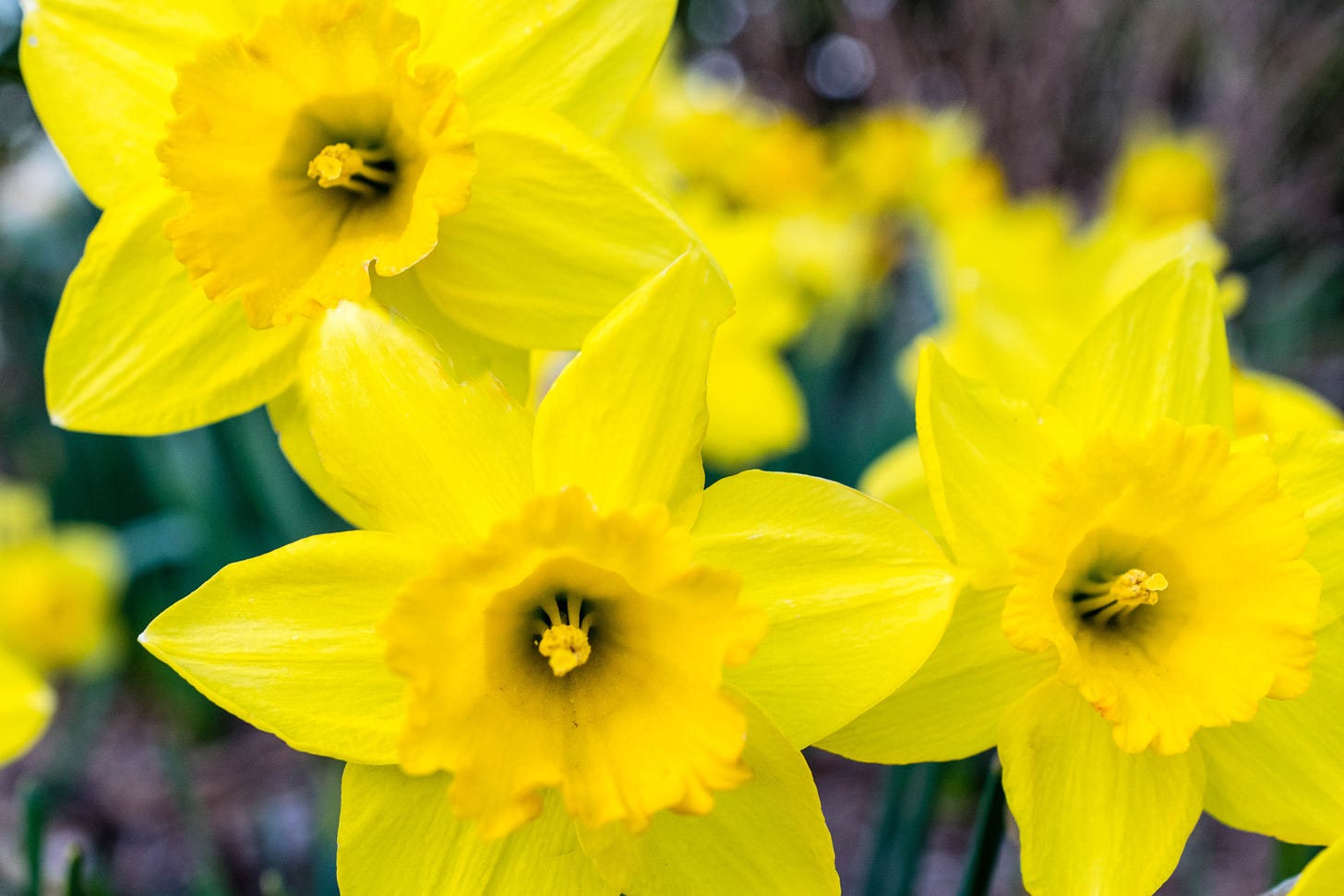 Daffodil Day change leadership