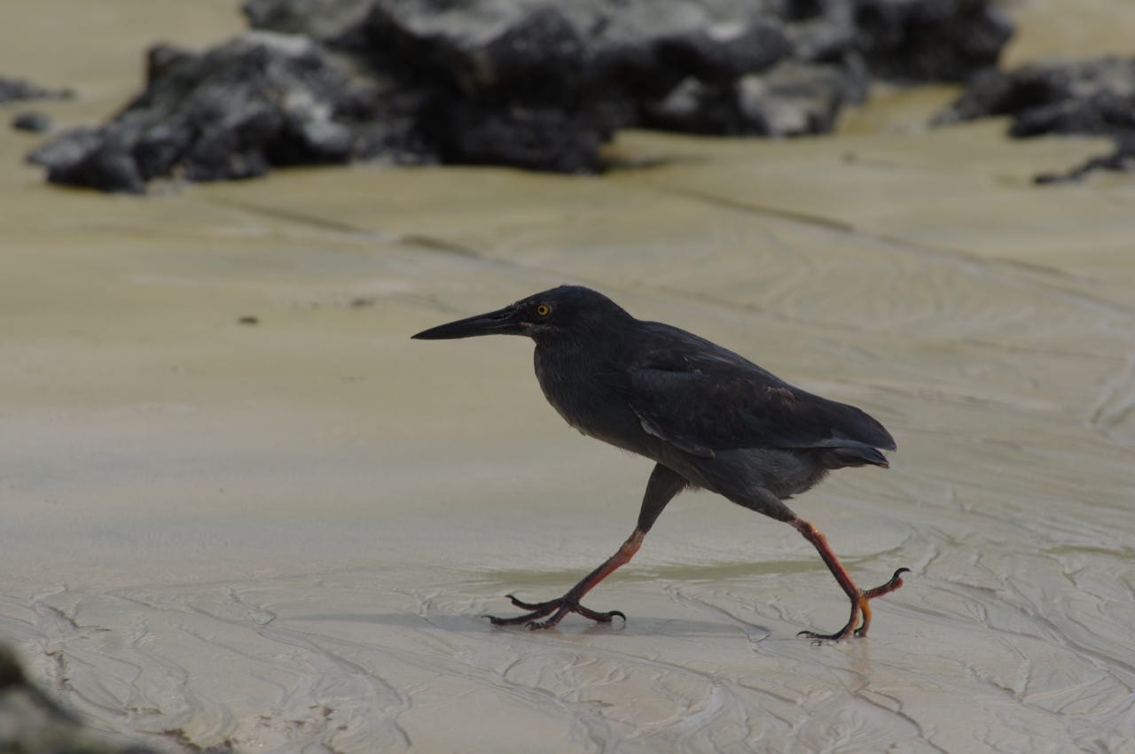 Lava heron on a mission, Galápagos. Photo by Bret Weinstein.