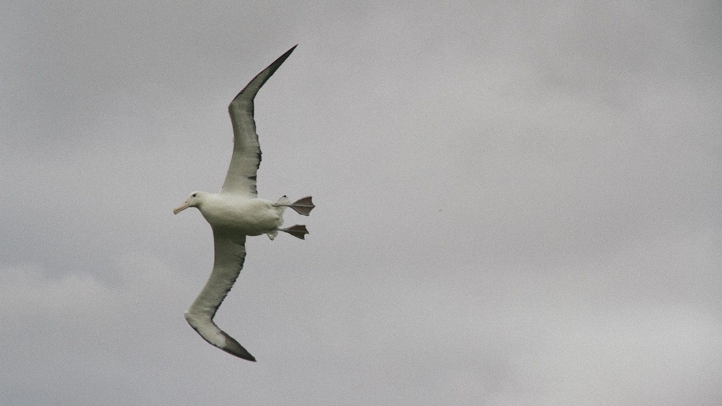 A photograph of an albatross in flight from underneath, sailing in the air towards the lefthand side, one of their wings is almost fully extended. Behind them is a grey sky.