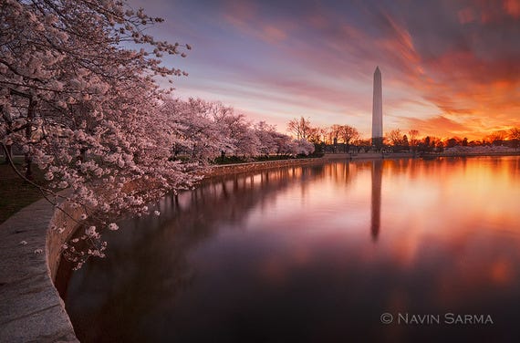 Washington DC Cherry Blossoms Trip
