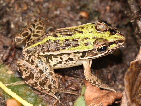 After Being Swallowed Alive, Water Beetle Stages 'Backdoor' Escape from Frog's Gut