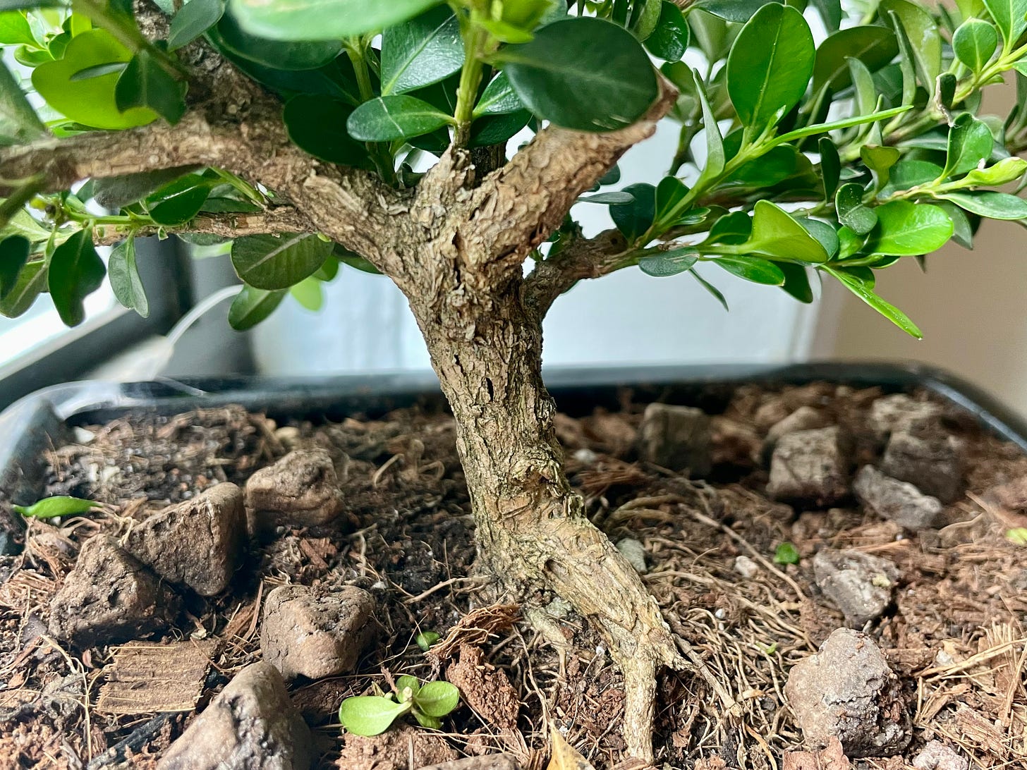 ID: Closeup photo of the boxwood's trunk and root base.