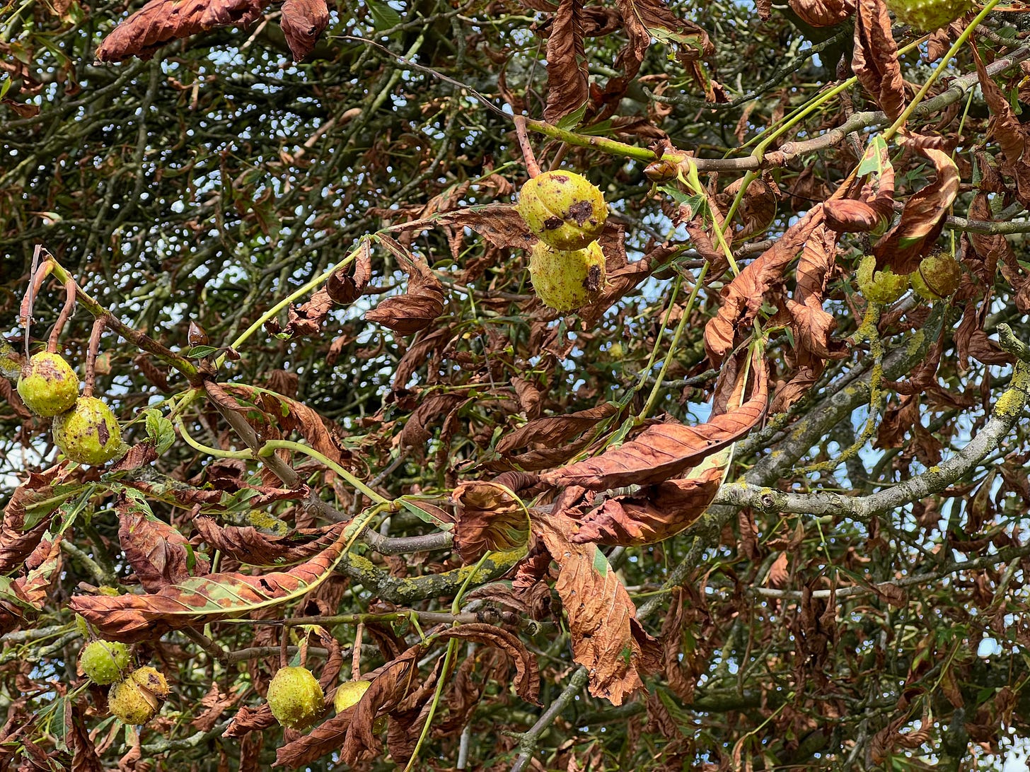 Horse Chestnut trees (Aesculus hippocastanum) infected with the fungus Phyllosticta paviae