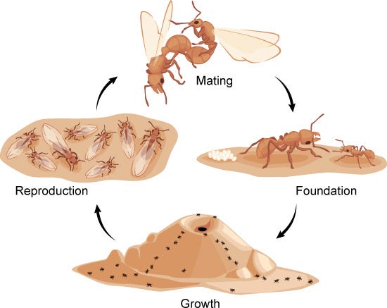 Life Cycle of an Ant Colony | Ask A Biologist