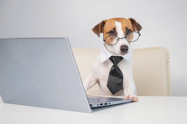 6,293 Dog With Tie Stock Photos, Pictures & Royalty-Free Images - iStock