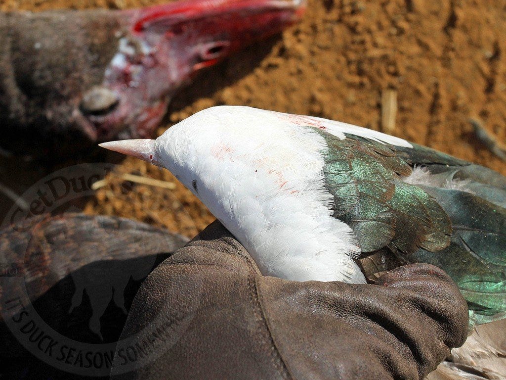 Spur-winged Goose - Africa Species - Ramsey Russell's GetDucks.com