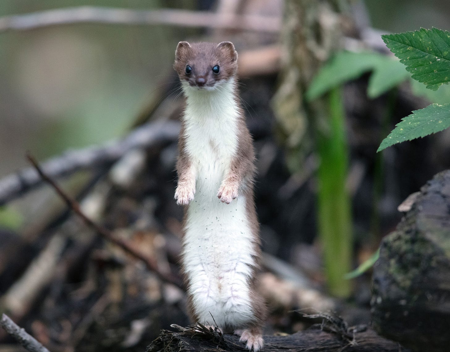 A brown weasel with a white belly and paws standing on its hind legs and looking adorable