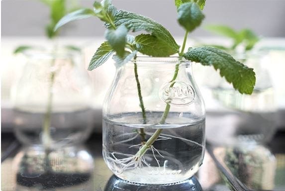 Spring of mint with new roots growing from the stem in a clear glass consol jar 
