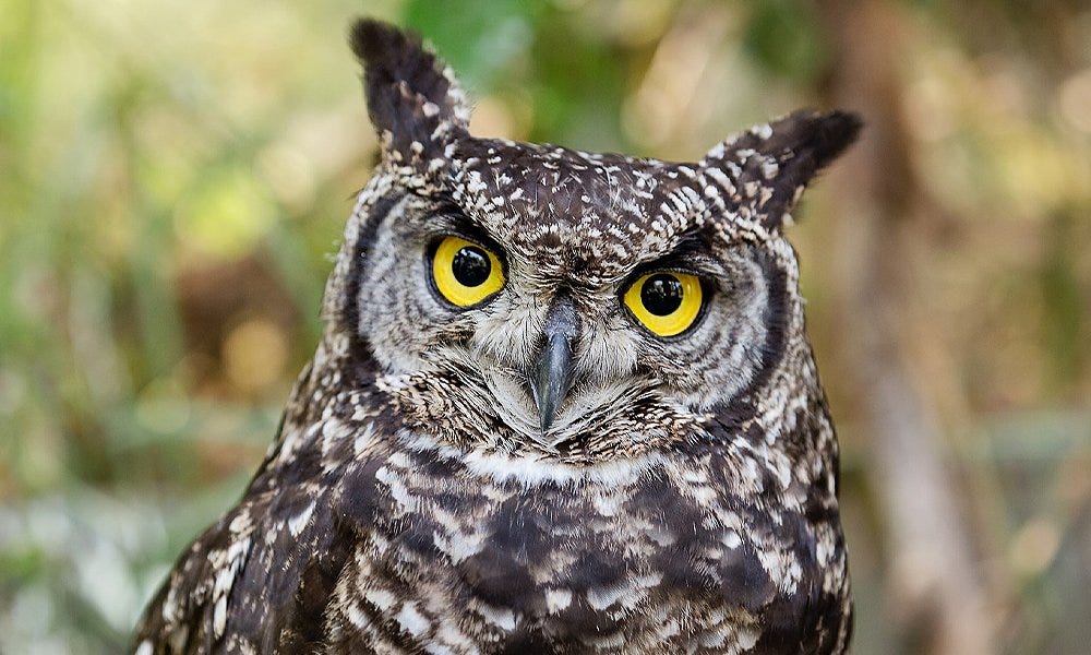 12 Tips on How to Attract Owls to Your Backyard (2022) - World Birds