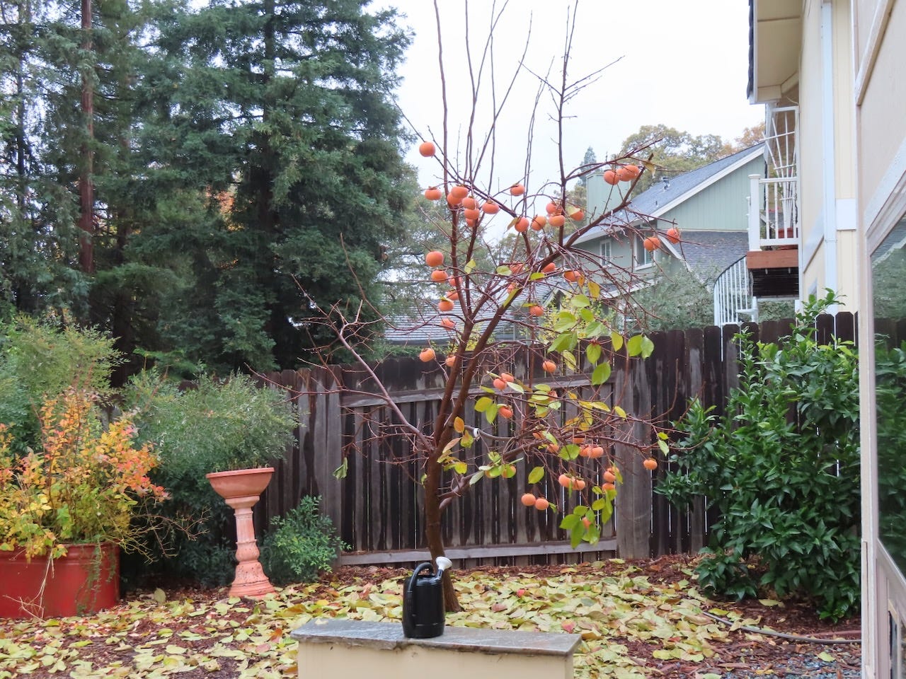Persimmon tree without leaves