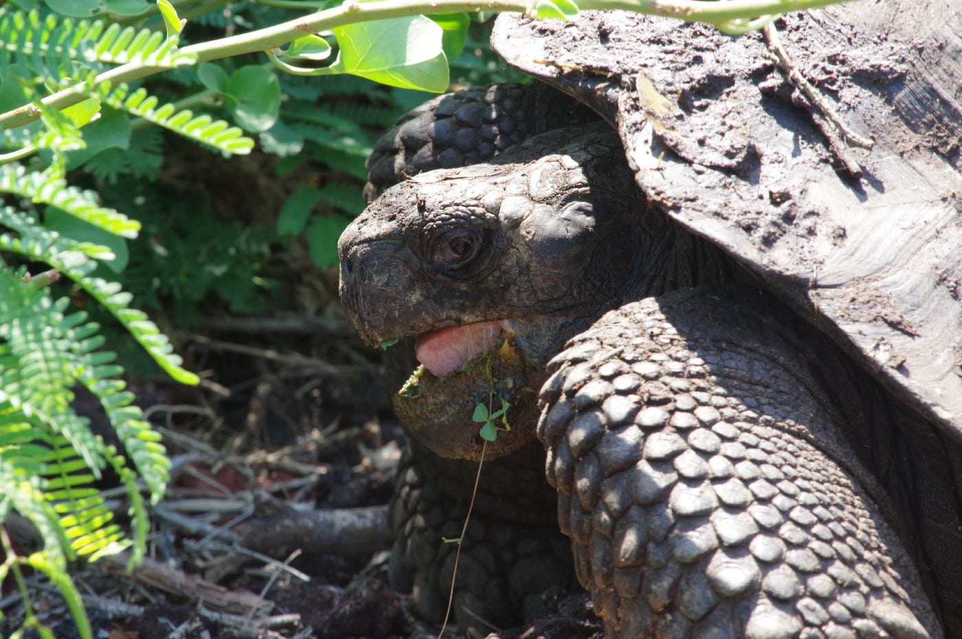 Land tortoise, Galápagos. Photo by Bret, 3-30-16