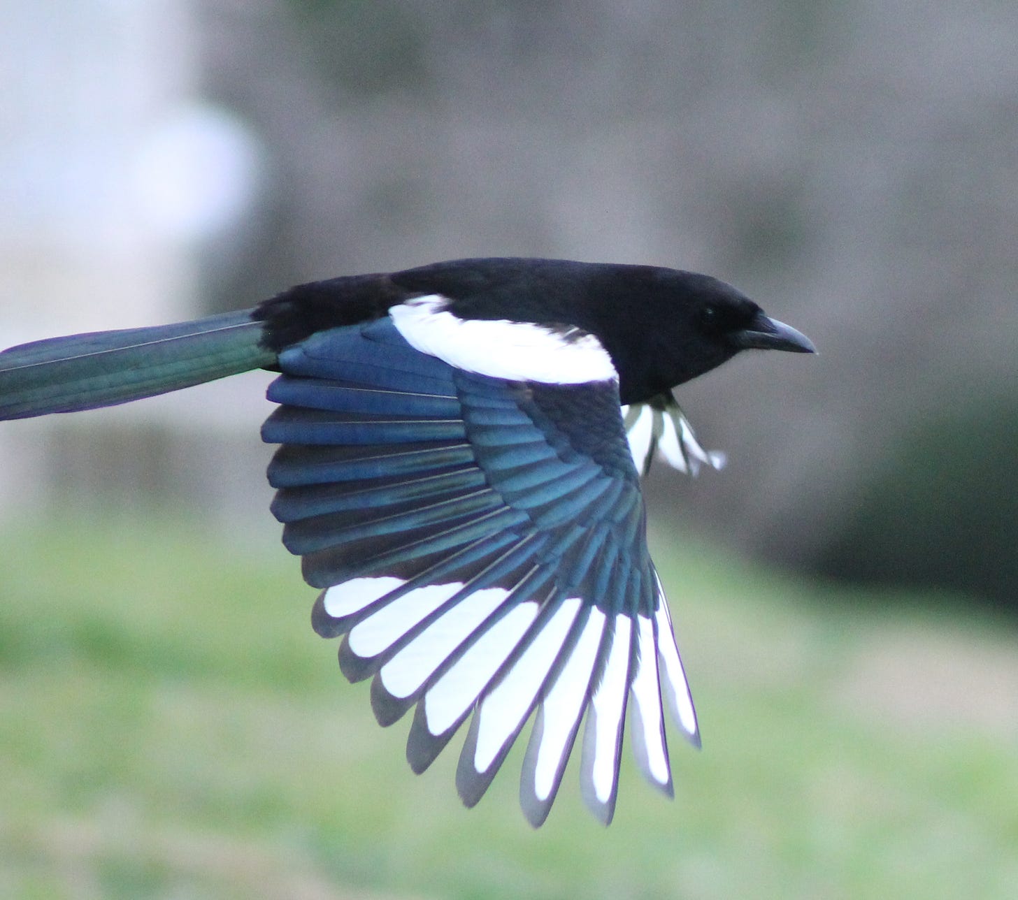 Image result for magpie