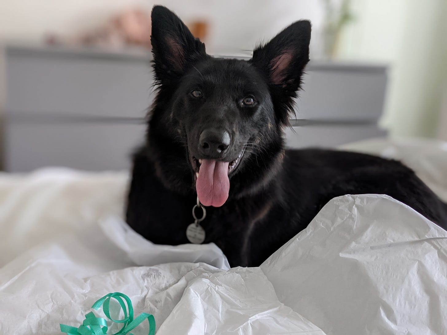 Zoey giving a big smile, sprawled out on white sheets on top of some wrapping paper. About a year ago.