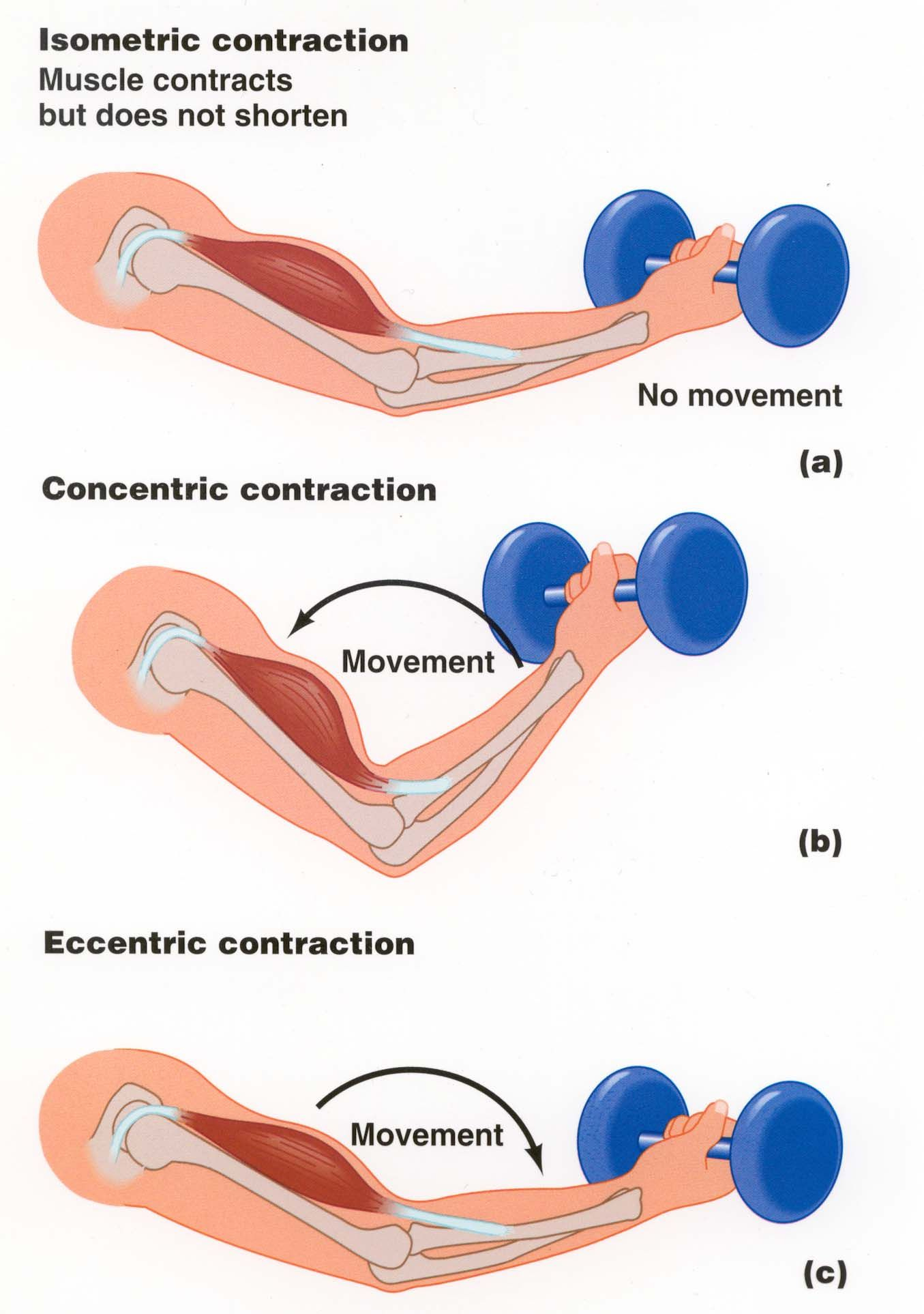 Isometric, Concentric and Eccentric muscle contractions: What&#39;s the  difference? | vick physiotherapy international