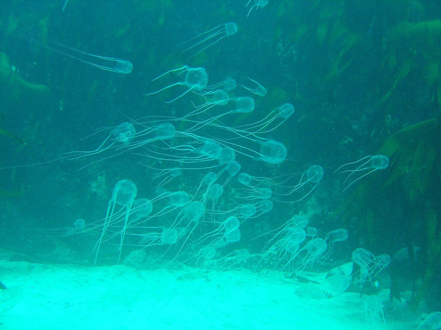 File:Box jellies over sand at Geldkis DSC00331.JPG - Wikimedia Commons