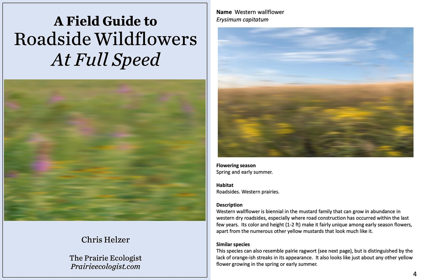 A Field Guide to RoadsideWildflowers At Full Speed