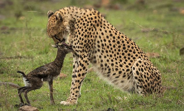 Cheetah mistakes newborn gazelle for one of its own cubs before finally  killing it | Daily Mail Online