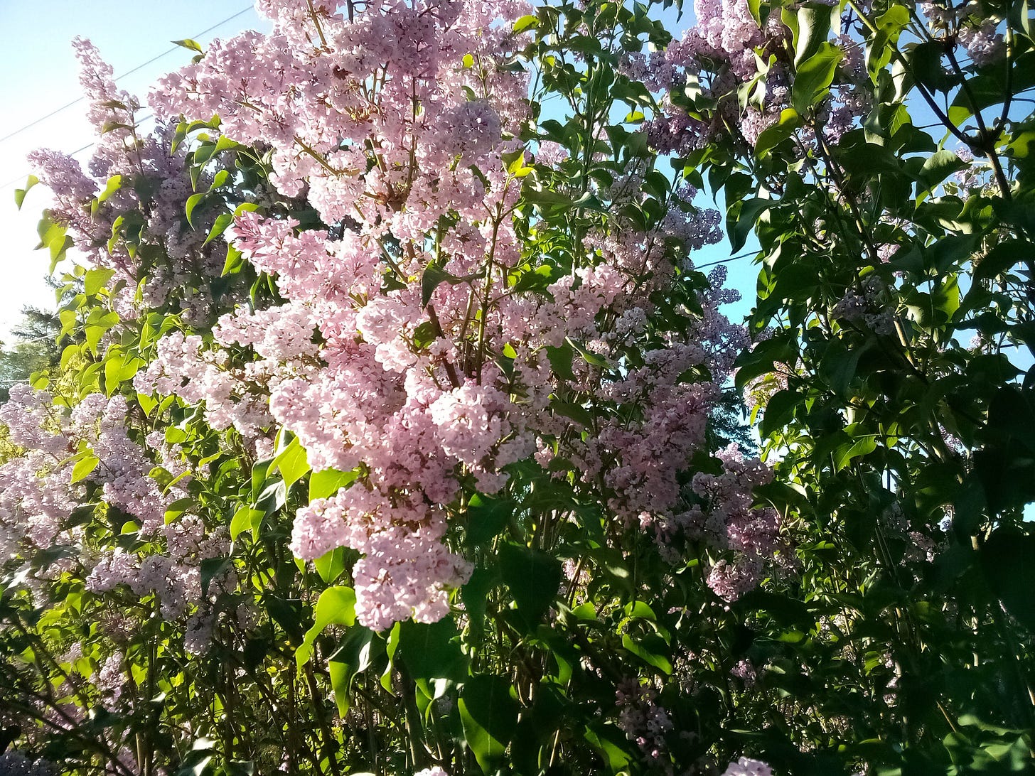 Lilacs in bloom