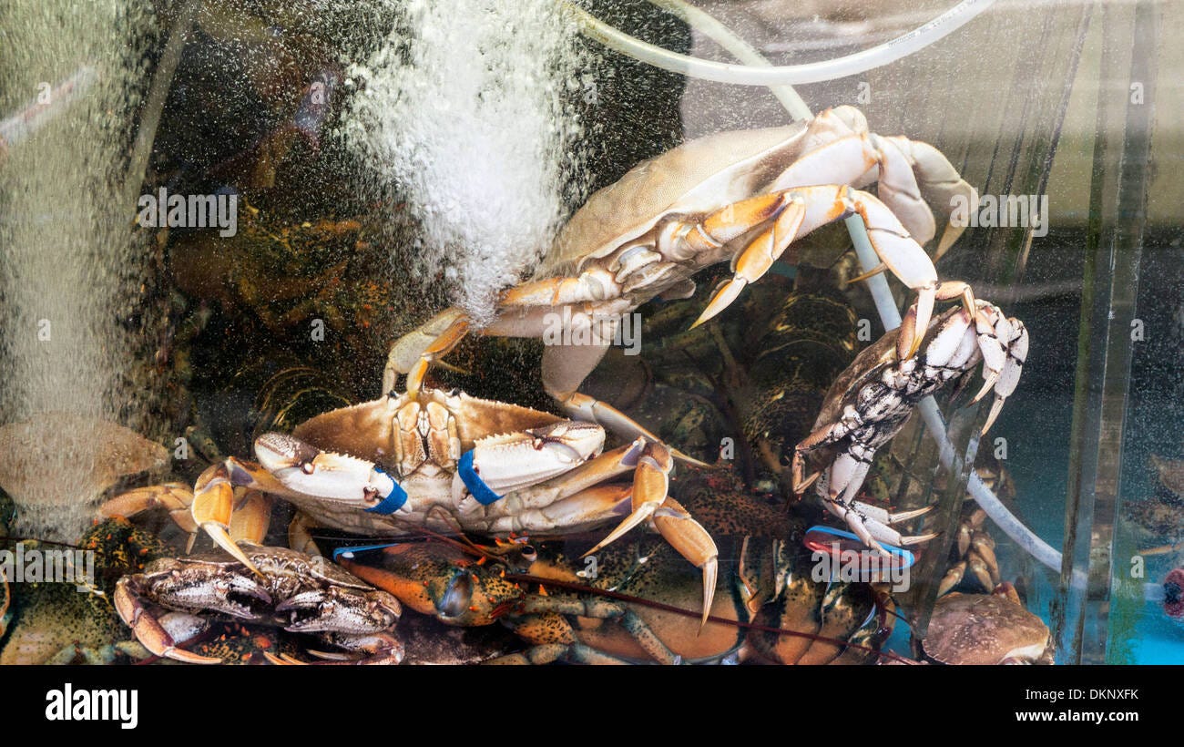 Live crab hi-res stock photography and images - Alamy