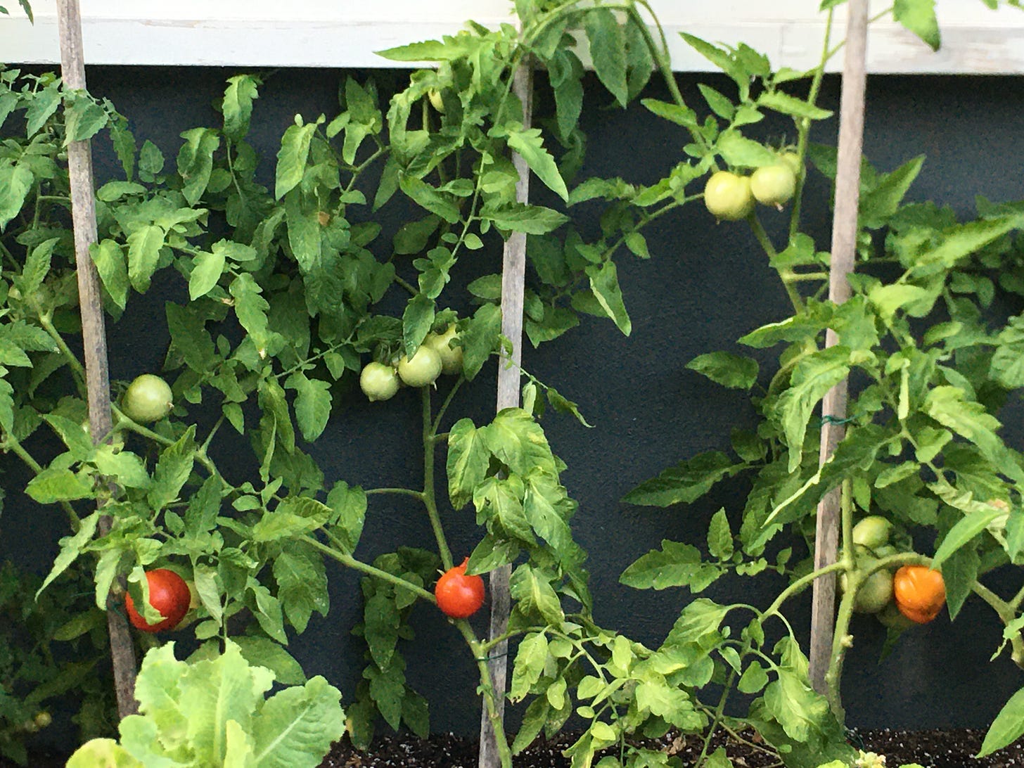 A single line of three tomato plants, ripe with green and red fruit, hugs the side of a house.