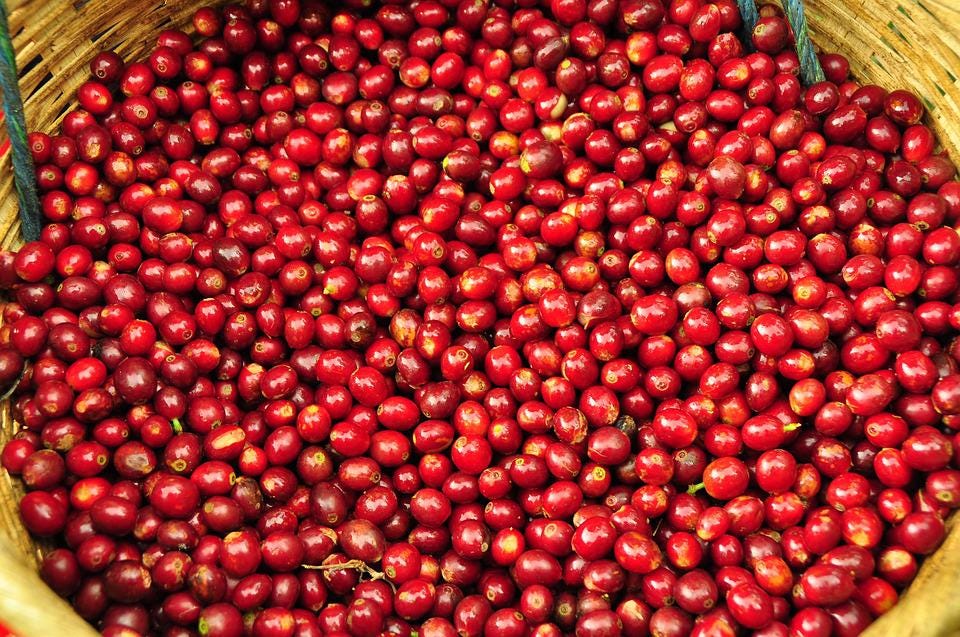 Coffee, El Salvador, Coffee Grains, Harvest