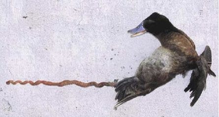 Duck penis plasticity – yes you read that right | The Waterthrush Blog