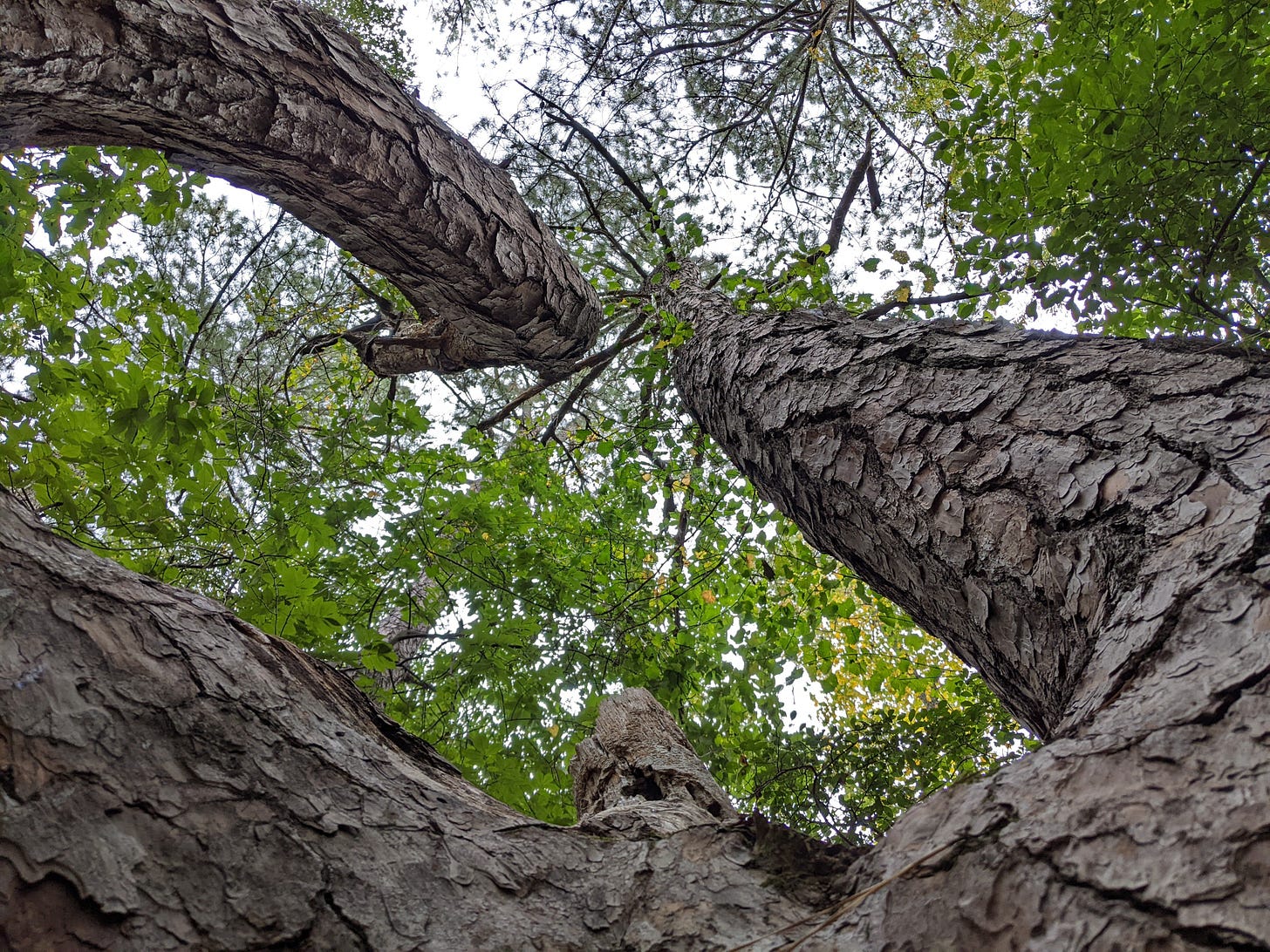 Photo of a bifurcated pine tree trunk. The camera is on the trunk looking up. The two trunks seem to start / curve far apart and then come together as they ascend towards the canopy.