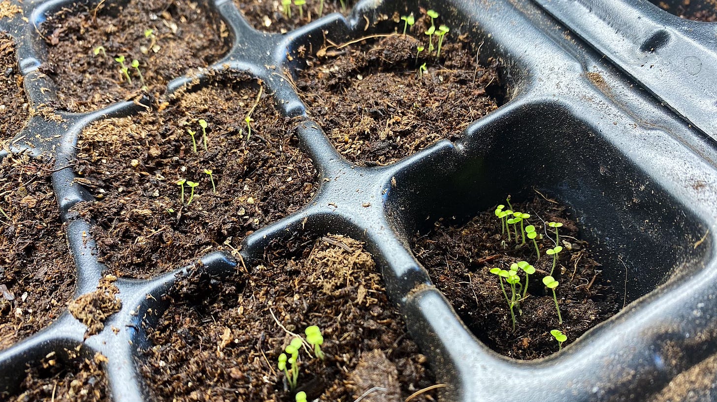 Snapdragon seedlings in tray of soil