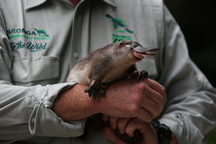 A person rests a platypus on their hands.