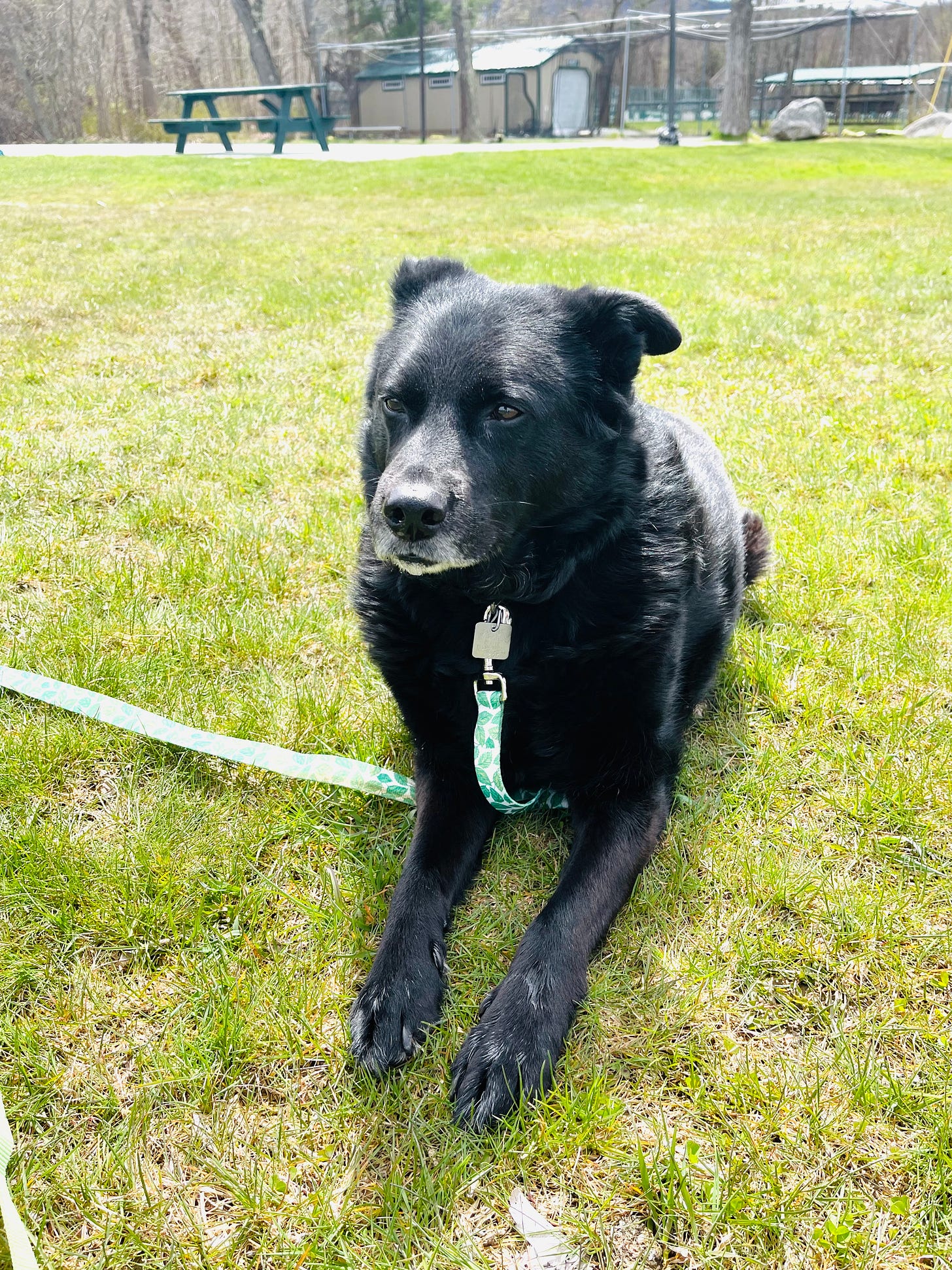 Dog laying in a field with his ears back, looking into the distance