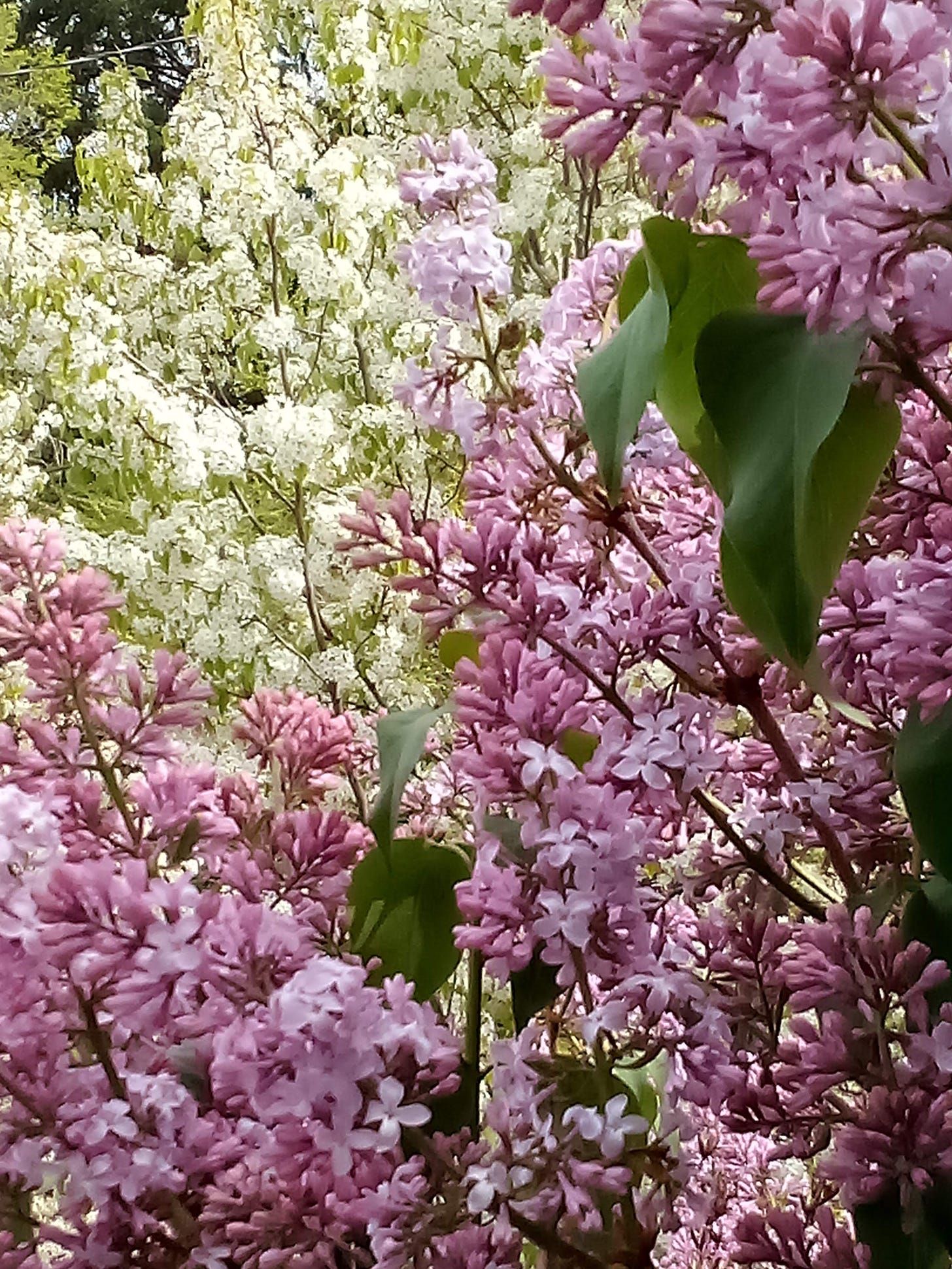 Lilac and cherry blossoms