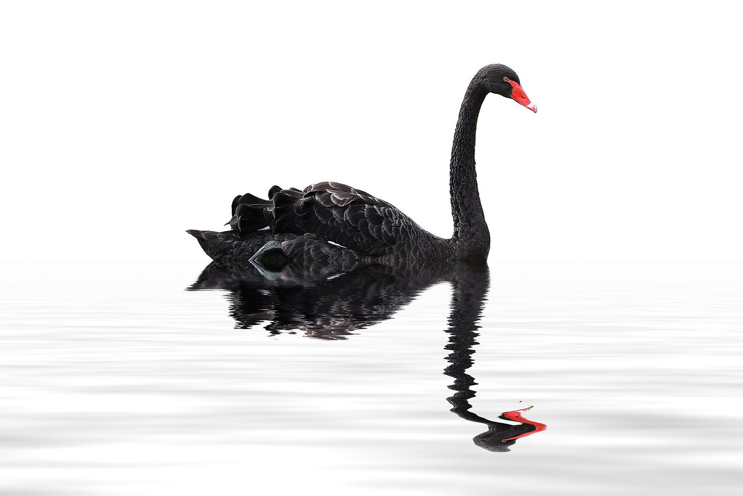 Image of a black swan in water
