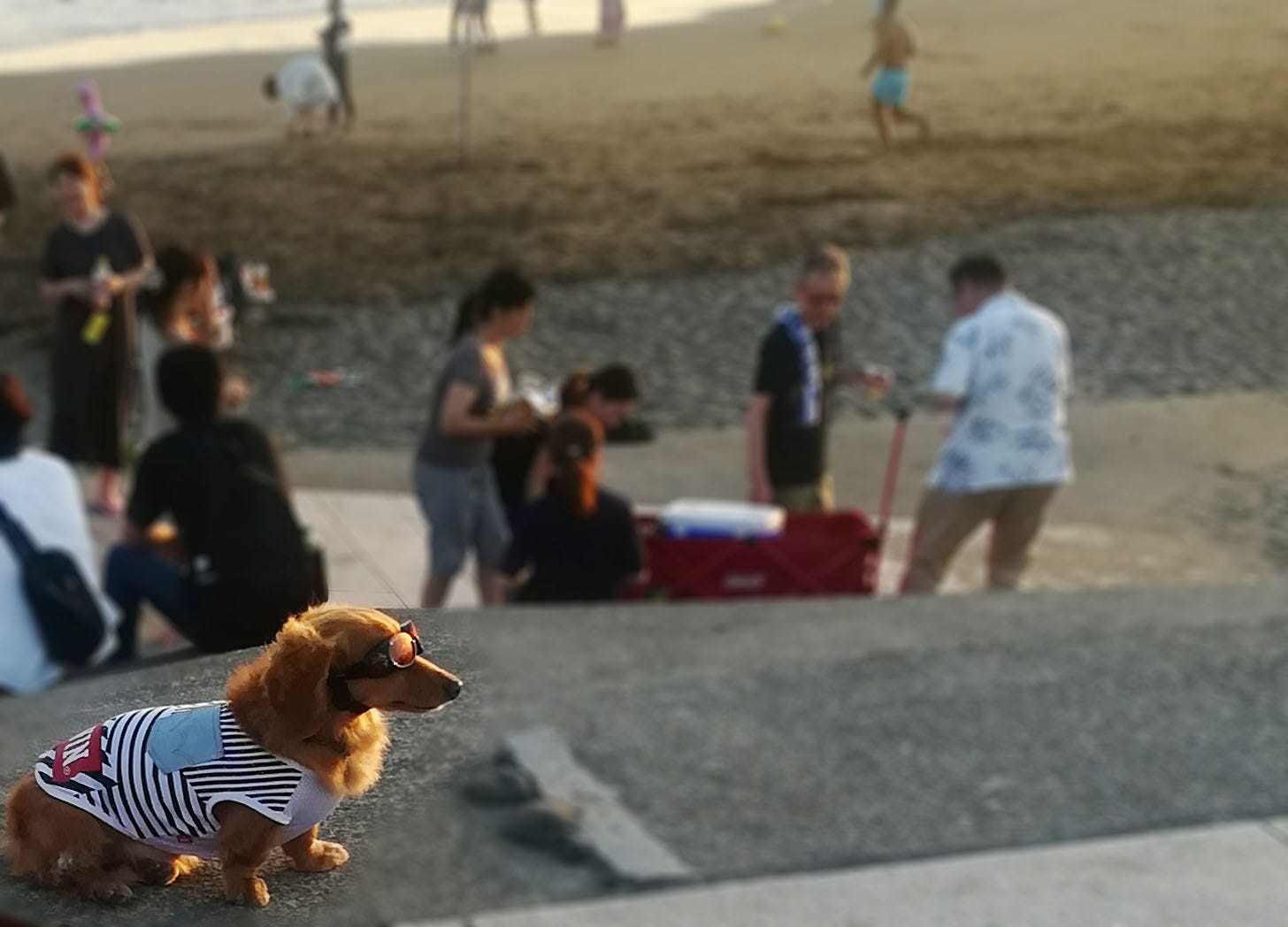 A dog at the beach wearing a striped shirt and sunglasses, blurred background
