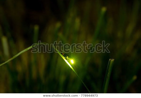 Night firefly light