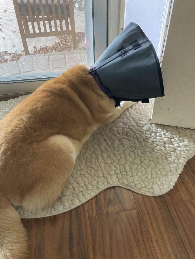Dog in a cone of shame