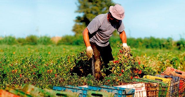AGRICULTURA SOSTENIBLE, CULTIVO DE TIERRA RESPONSABLE