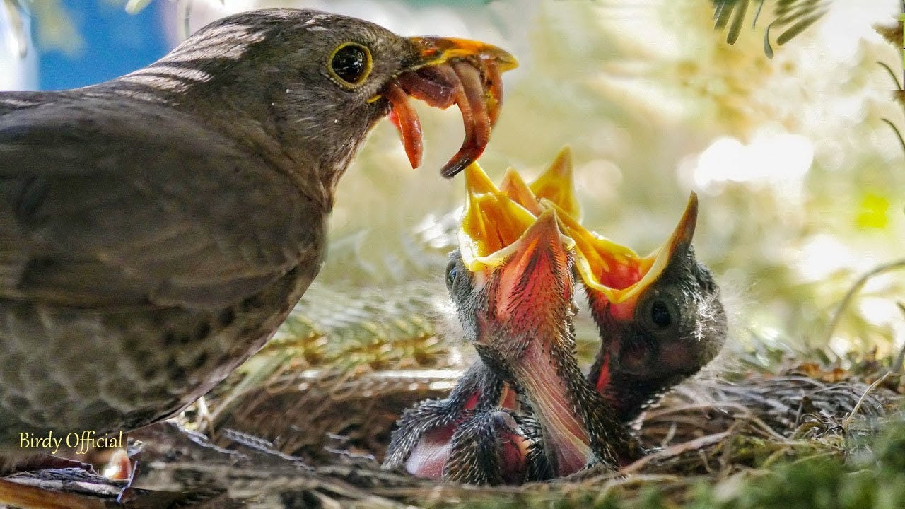 Bird Feeding Babies | Mother Sparrow Feeding Their Babies In Nest - YouTube