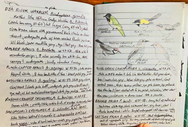 A page out of a notebook showing birding nots and hand-drawn illustrations of birds
