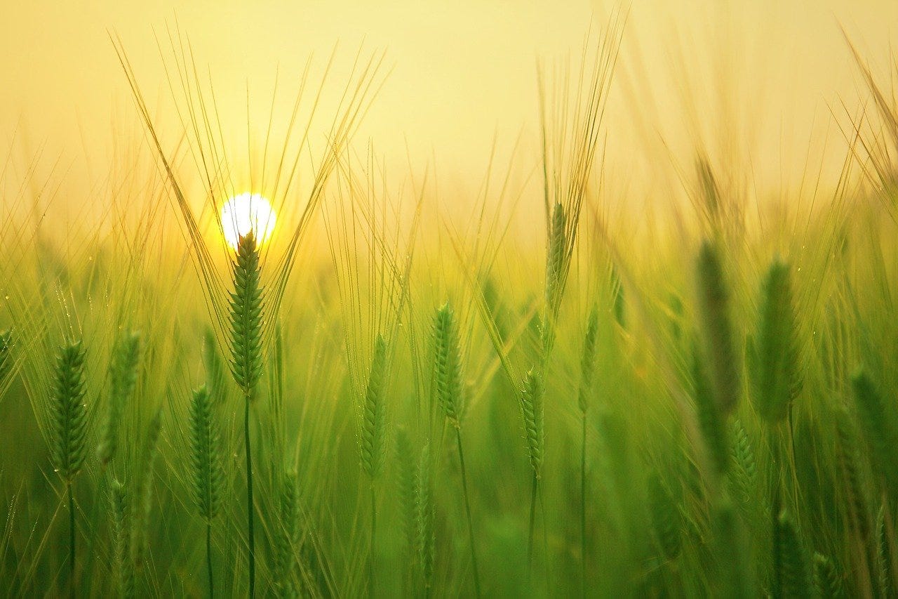 A sun rises over a green barley field