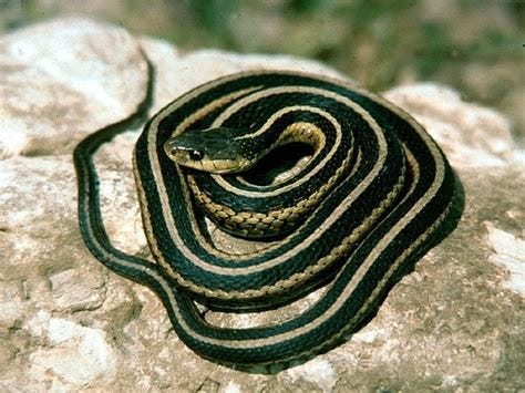 What animals eat garden snakes? - Quora