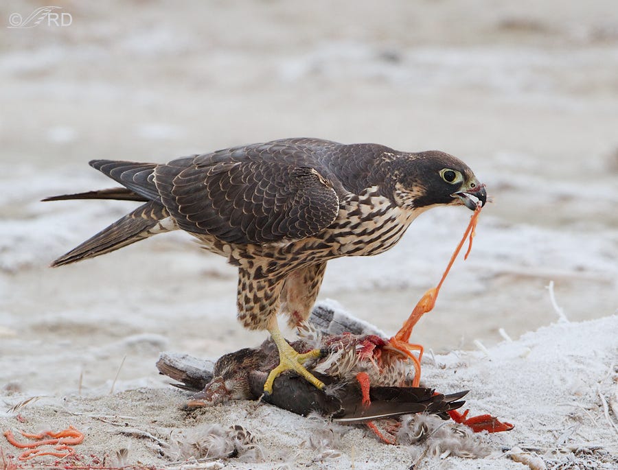 Peregrine Falcon Feeding Behavior (graphic) – Feathered Photography