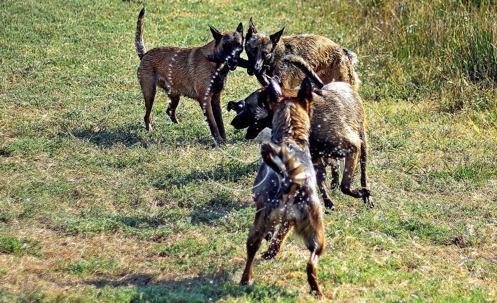 Four Malinois